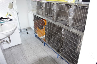 Tierarzt Kleintierpraxis Hachenburg Westerwald Gerhardus Hund Katze Schiessrain Zahnheilkunde Kardiologie