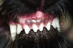 Tierarzt Hachenburg Gerhardus Kleintiere kardiologie Zahnheilkunde Chirurgie Hund Katze